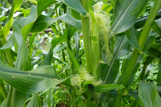 Foto cultivo de milho em leitos elevados no jardim do quintal