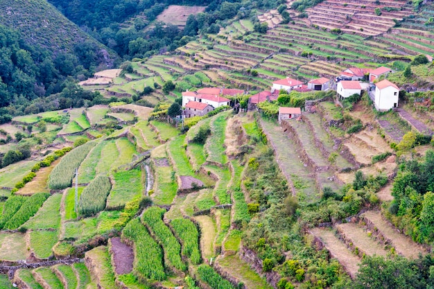 Foto cultivo de milho em socalcos no vale do rio vez em sistelo, arcos de valdevez em portugal.