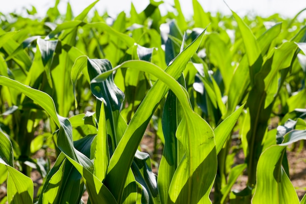 Cultivo de milho verde