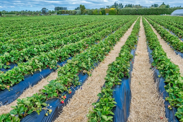 Cultivo de morangos na Nova Zelândia, perto de Wanganui