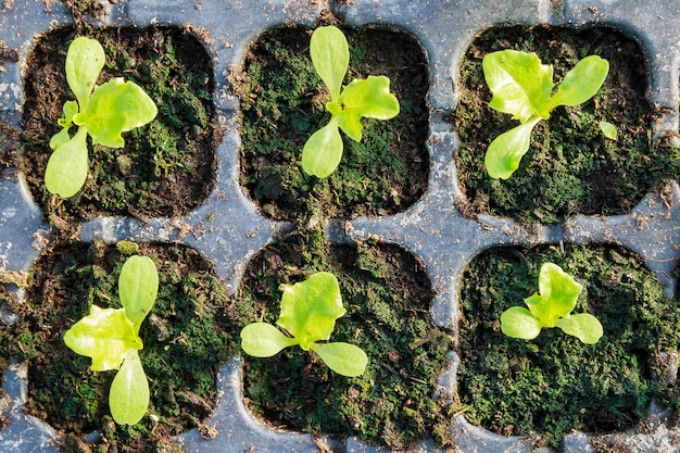 Cultivo de mudas de alface em uma estufa. plantar mudas jovens.