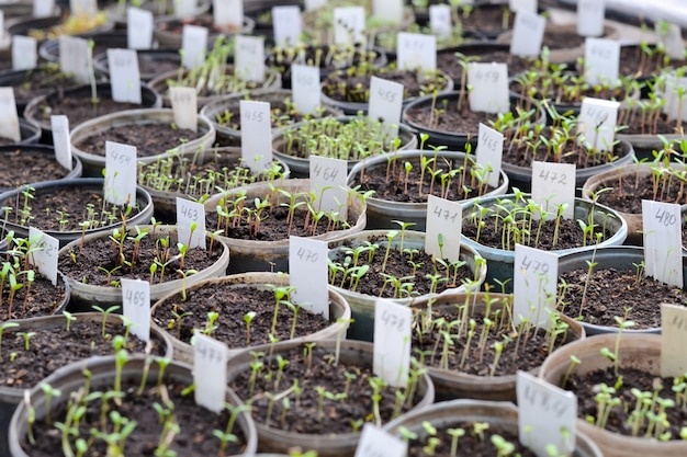 Cultivo de mudas de flores nas prateleiras da estufa