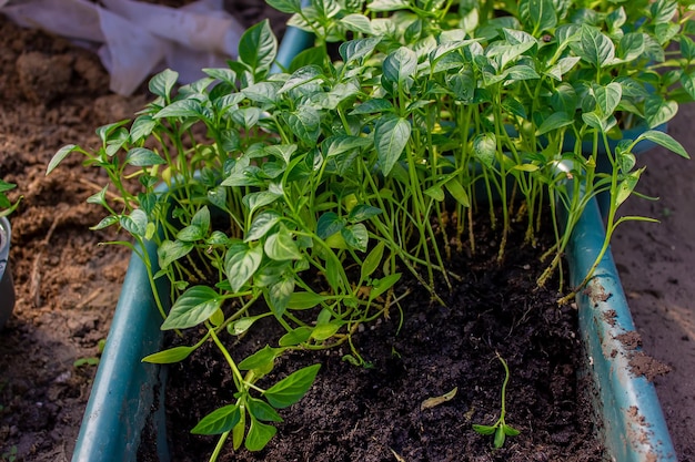 Cultivo de mudas de pimentão