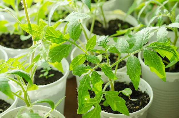 Cultivo de mudas de tomate em casa no parapeito de uma janela, para um jardim