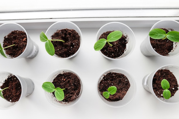 Cultivo de mudas no parapeito da janela em casa Brotos de pepino jovem em vasos vista superior