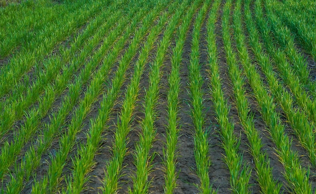 Cultivo de Pampas Paisagem La Pampa Argentina