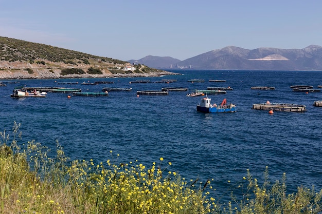 Cultivo de peixes na vista de mar aberto das lagoas com peixes