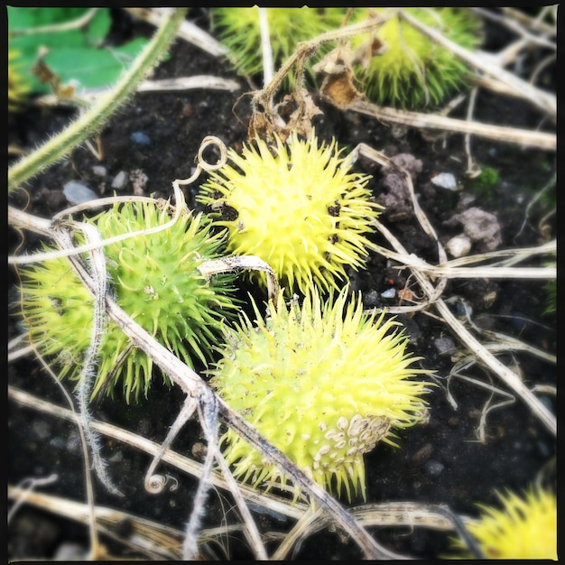 Foto cultivo de pepinos no campo