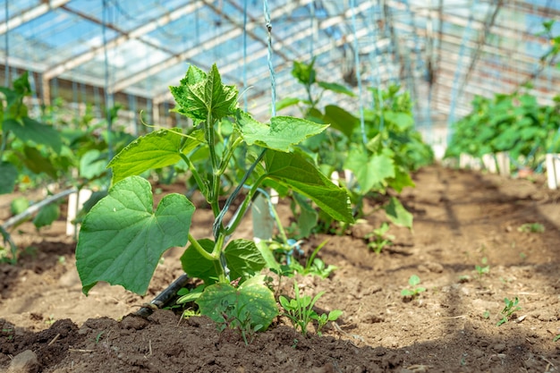 cultivo de pepinos orgânicos plantas sem produtos químicos e pesticidas em uma estufa na fazenda, vegetais saudáveis com vitaminas