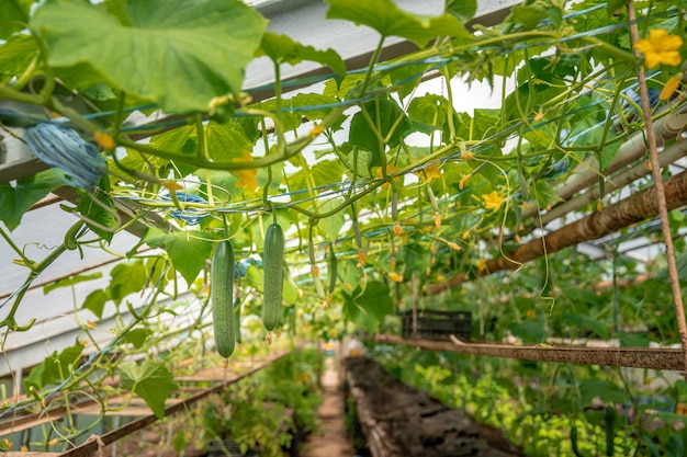 Cultivo de pepinos orgânicos sem produtos químicos e pesticidas em uma estufa na fazenda, vegetais saudáveis com vitaminas