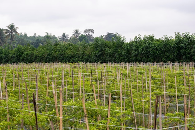 Cultivo de pimentão tradicional em Banyuwangi Regency Indonésia