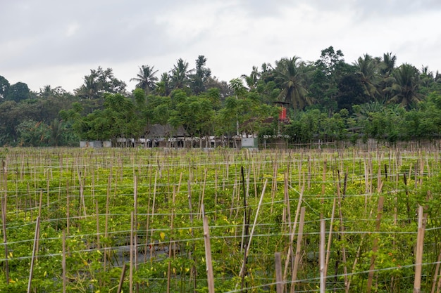 Cultivo de pimentão tradicional em banyuwangi regency indonésia