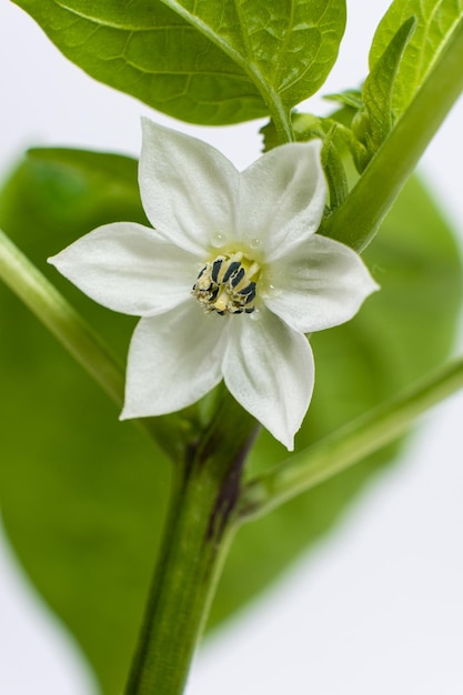 Cultivo de pimentas a partir de sementes Passo 9 primeiras flores flores