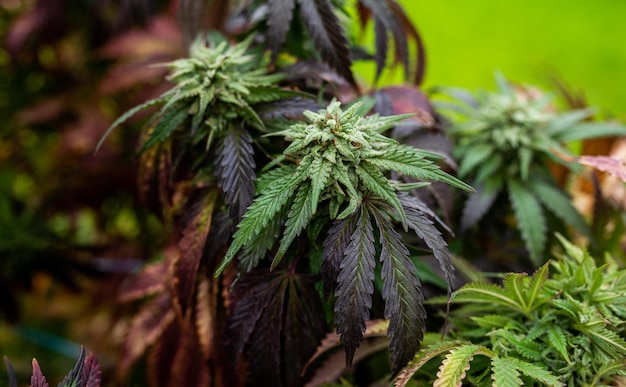 Cultivo de plantas daninhas de cannabis