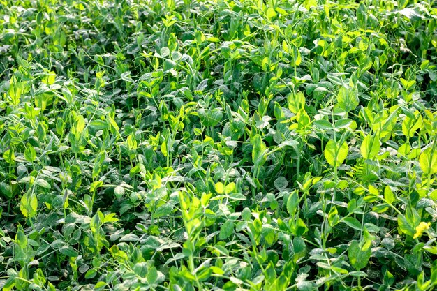 Cultivo de plantas de ervilha jovem em um campo agrícola close-up tiro