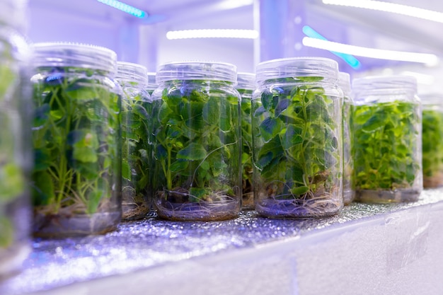 Foto cultivo de plantas de paulownia em condições estéreis. micropropagação de flores e árvores em laboratório sob iluminação artificial.
