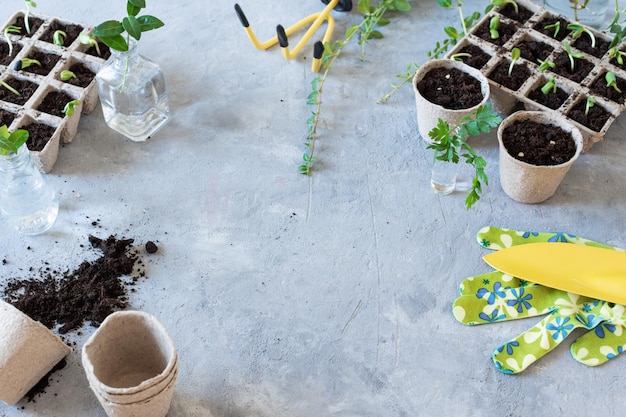 Cultivo de plantas em caixas de germinação para brotos Jardinagem com efeito de estufa em casa