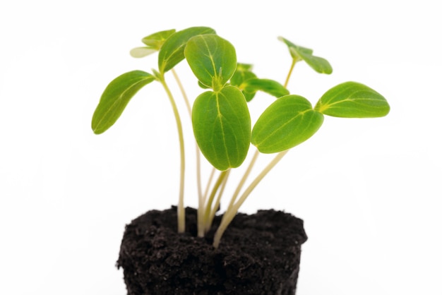 Cultivo de plantas em casa. Jovens brotos verdes do solo. Colheita agrícola. Plantas em crescimento.