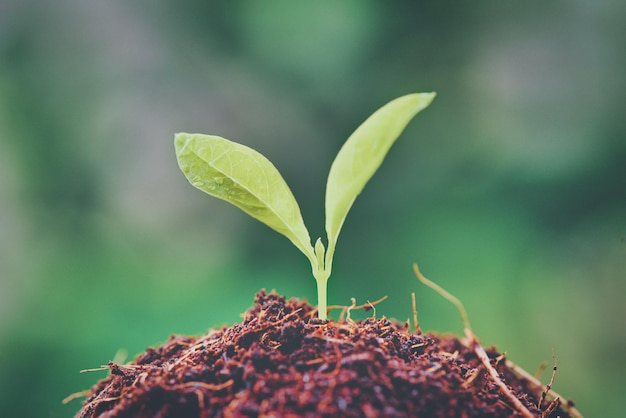 Cultivo de plantas jovens com luz solar Foco seletivo Agricultura sustentável e conceito de crescimento de plantas