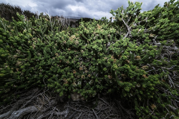 Cultivo de plantas no Parque Nacional Torndirrup Albany Western Australia