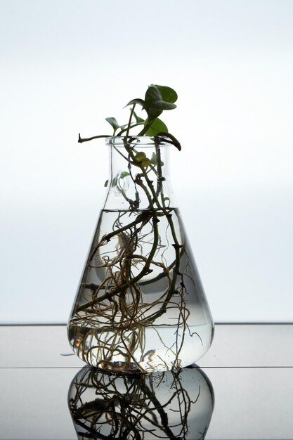 Cultivo de plantas num frasco cônico em laboratório