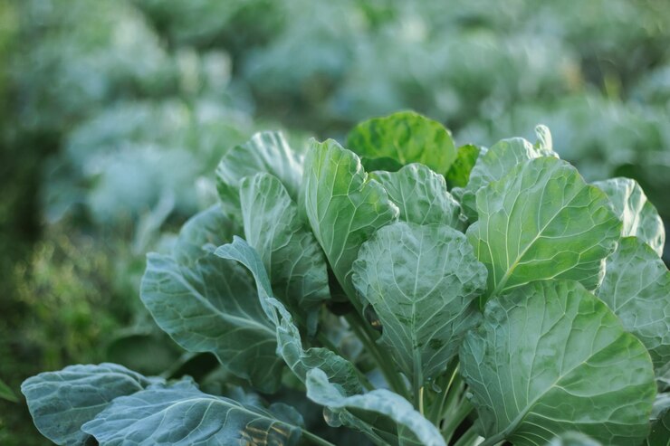 Cultivo de repolho branco numa quinta para negócios nos campos