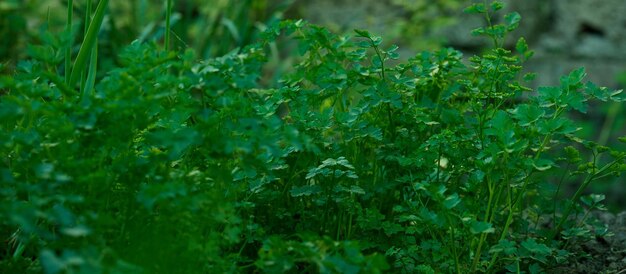 Cultivo de salsa verde no foco seletivo do jardim