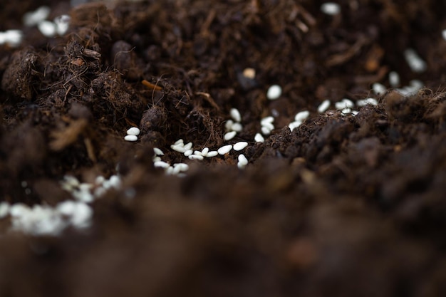 Cultivo de sementes de vegetais no solo de sementes no conceito de agricultura de metáfora de jardim de horticultura