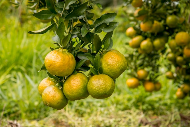 Cultivo de tangerinas, frutas na árvore prontas para a colheita, sistema de floresta orgânica.