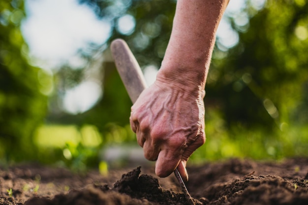 Cultivo de terra no jardim com ferramentas manuais Afrouxamento do solo Conceito de jardinagem Plantas agrícolas crescendo na fileira da cama