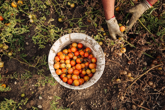 Cultivo de tomate cereja em puglia, sul da itália