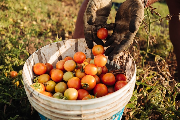 Cultivo de tomate cereja em Puglia, sul da Itália