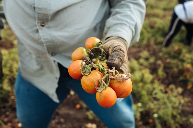 Cultivo de tomate cereja em puglia, sul da itália
