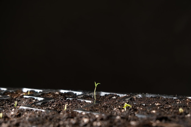 Cultivo de tomates a partir de sementes passo a passo Passo 4 o primeiro broto