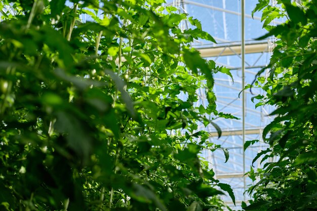 Cultivo de tomates em uma estufa hidropônica com luz natural