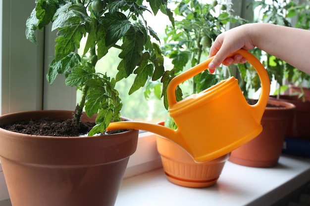 Cultivo de tomates em vasos em casa.
