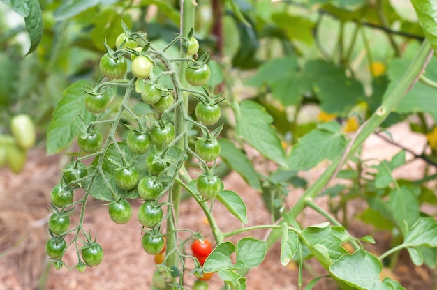 Cultivo de tomates no jardim