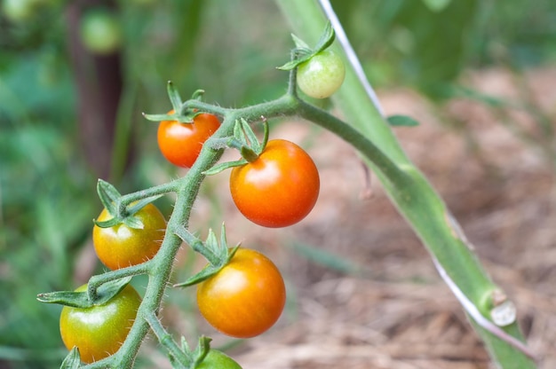 Cultivo de tomates no jardim