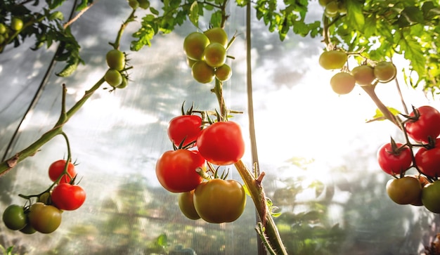 Cultivo de tomates vermelhos e verdes Tomates maduros e maduros em uma estufa doméstica