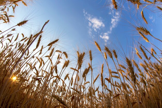 Cultivo de trigo no contexto do céu nublado. Agronomia e agricultura. Indústria alimentícia.