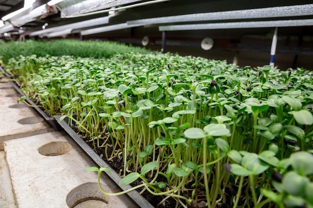 Cultivo de tulipas em uma estufa fabricada para sua celebração