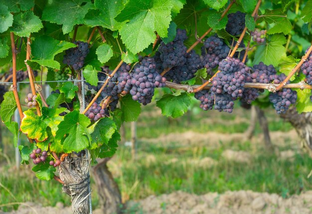 Foto cultivo de uvas em vinhas