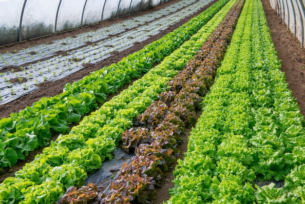 Cultivo de vegetais em uma estufa