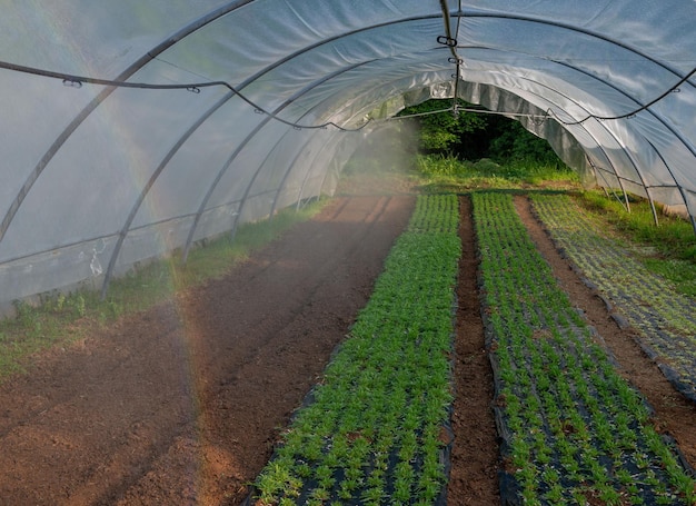 Cultivo de vegetais em uma estufa