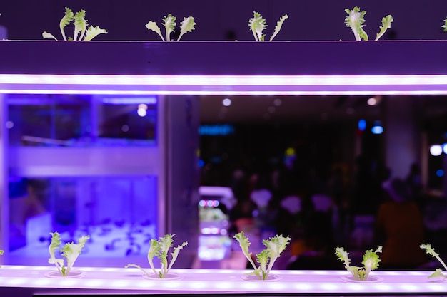 Cultivo de vegetais hidropônicos orgânicos com tecnologia de agricultura interna de luz LED