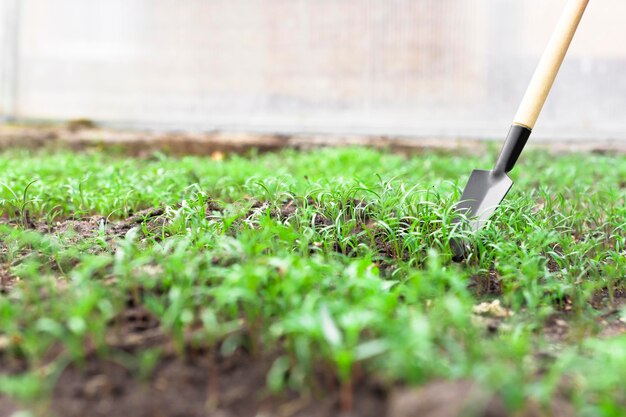 Cultivo de verduras saudáveis e orgânicas ao ar livre brotos de endro jovens com ferramenta de cultivo