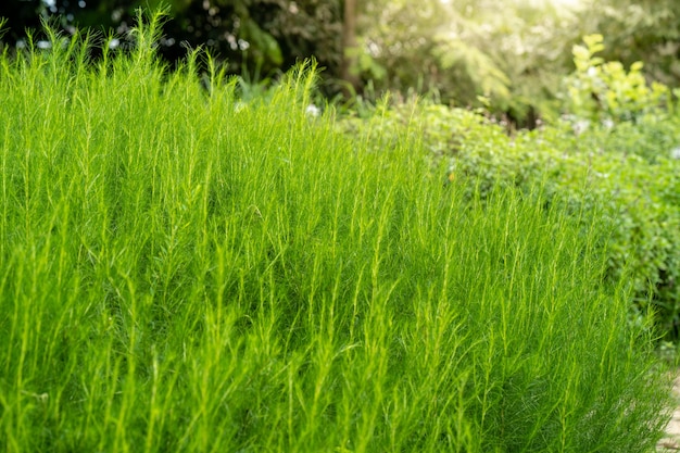 Cultivo de eneldo en casa crece fondo