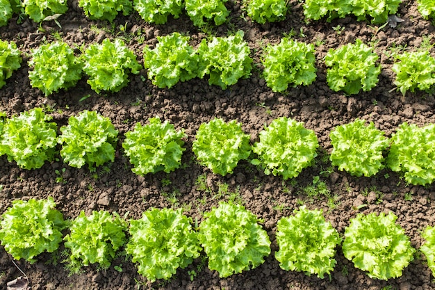 Cultivo de ensalada ecológica en invernaderos.