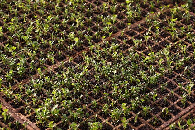 cultivo de ensalada orgánica en invernaderos