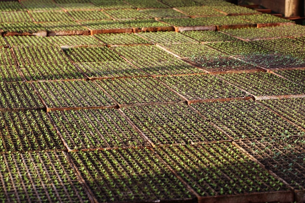 Foto cultivo de ensalada orgánica en invernaderos